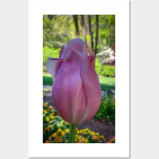 Spring Tulip Posters and Art